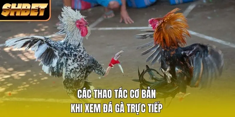 Các thao tác cơ bản khi xem đá gà trực tiếp Các thao tác cơ bản khi xem đá gà trực tiếp