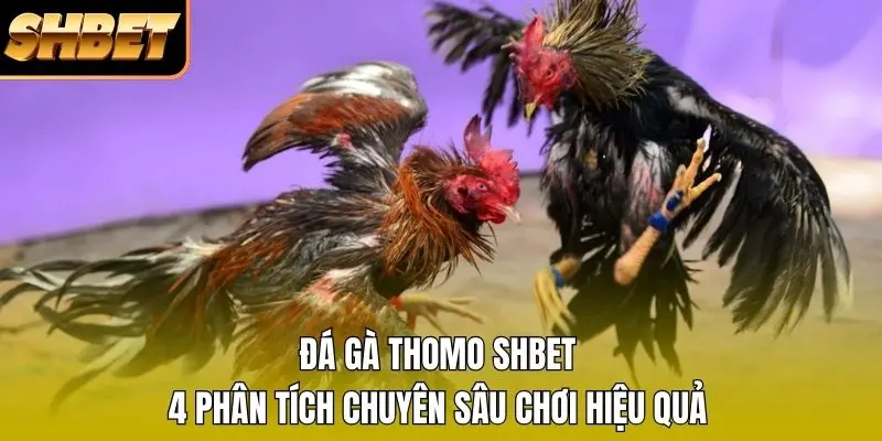 1 Đá Gà Thomo SHBET - 4 Phân Tích Chuyên Sâu Chơi Hiệu Quả Đá Gà Thomo SHBET - 4 Phân Tích Chuyên Sâu Chơi Hiệu Quả