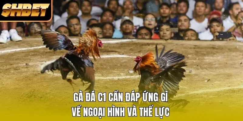 Gà đá C1 cần đáp ứng gì về ngoại hình và thể lực Gà đá C1 cần đáp ứng gì về ngoại hình và thể lực