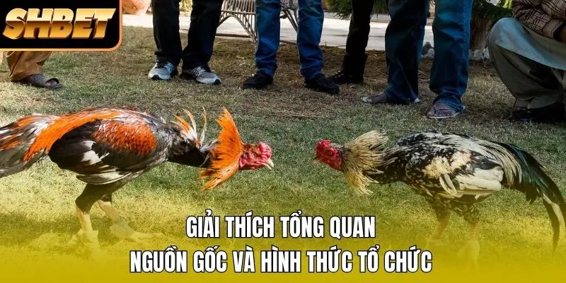 Giải thích tổng quan nguồn gốc và hình thức tổ chức Giải thích tổng quan nguồn gốc và hình thức tổ chức