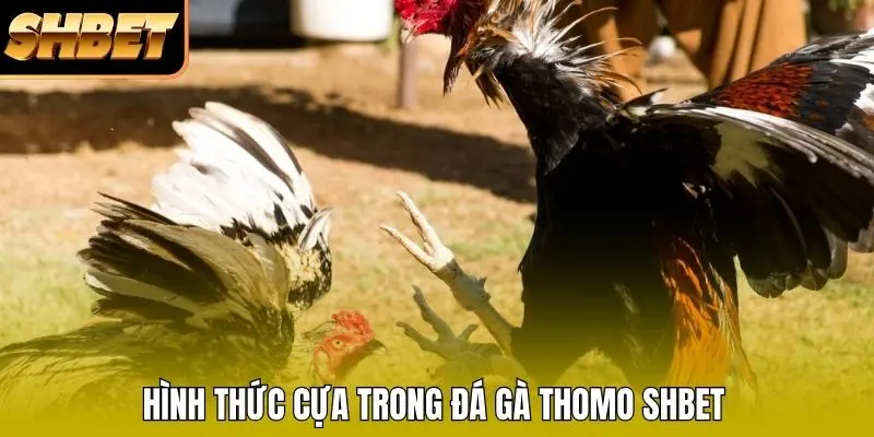 Hình thức cựa trong đá gà Thomo SHBET Hình thức cựa trong đá gà Thomo SHBET