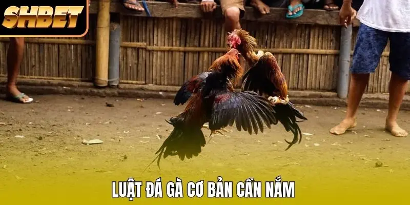 Luật đá gà cơ bản cần nắm Luật đá gà cơ bản cần nắm