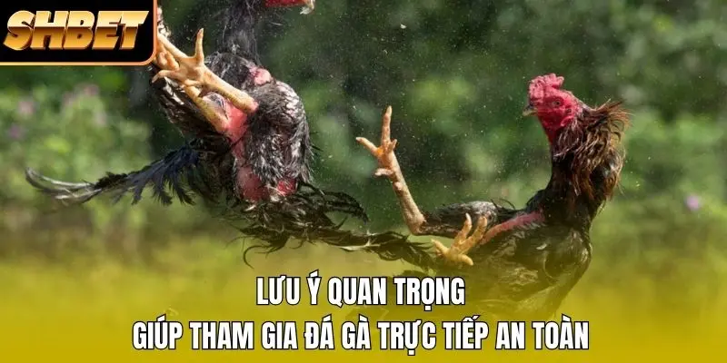 Lưu ý quan trọng giúp tham gia đá gà trực tiếp an toàn Lưu ý quan trọng giúp tham gia đá gà trực tiếp an toàn