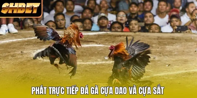 Phát trực tiếp đá gà cựa dao và cựa sắt Phát trực tiếp đá gà cựa dao và cựa sắt
