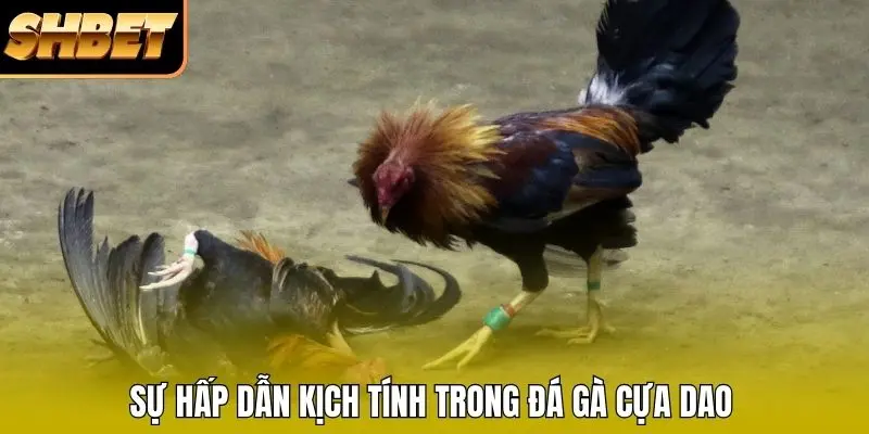 Sự hấp dẫn kịch tính trong đá gà cựa dao Sự hấp dẫn kịch tính trong đá gà cựa dao