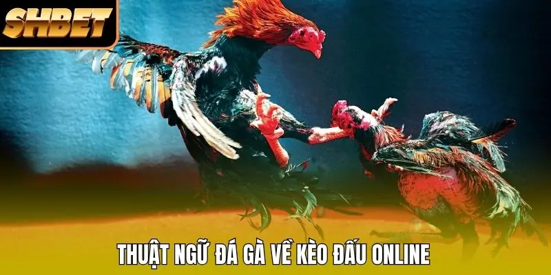 Thuật ngữ đá gà về kèo đấu online Thuật ngữ đá gà về kèo đấu online